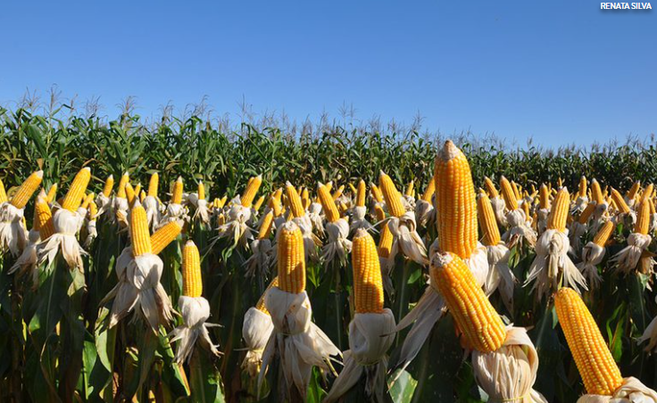 Novo biofungicida combate fungos de solo com at� 80% de efic�cia e promete revolucionar o manejo