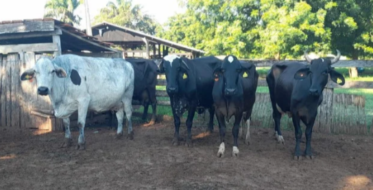 Seaf abre licita��o para servi�o de transfer�ncia de embri�es bovinos voltados � agricultura familiar