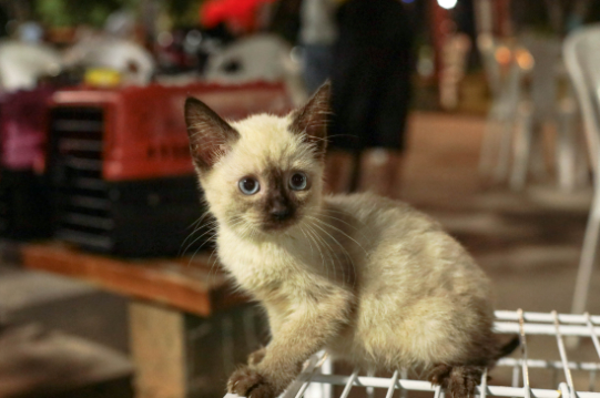 Sade de Cuiab alerta para avano da esporotricose entre humanos e animais