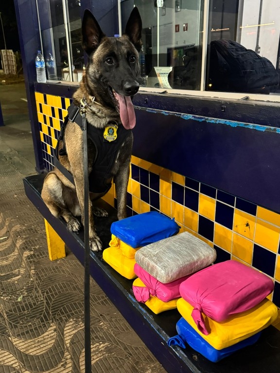 Passageiro estrangeiro � flagrado com droga em mala durante abordagem na BR-364