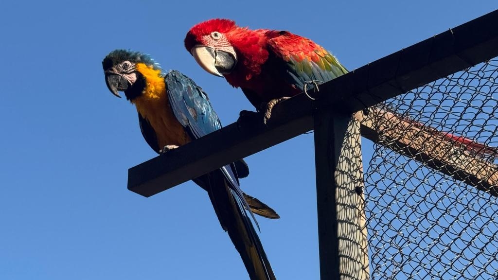 �rea de Soltura Fazenda S�o Benedito, em Jangada, recebe 8 animais silvestres aptos para voltarem � natureza
