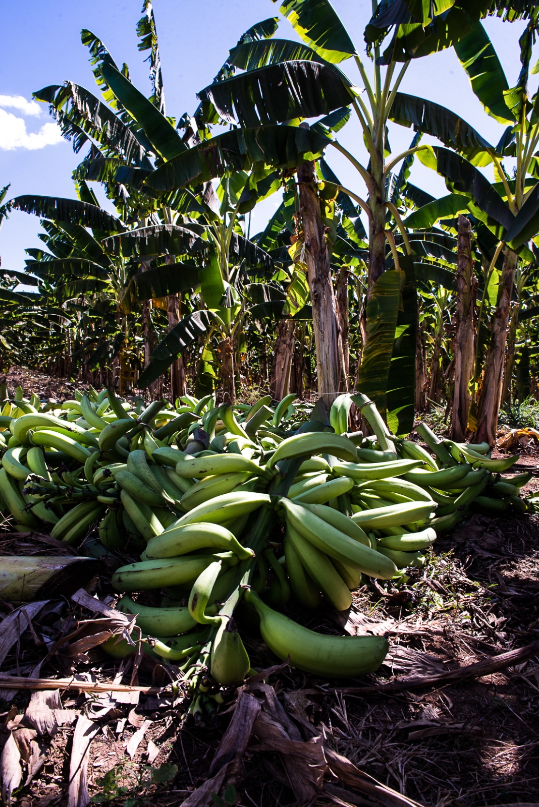  Mudas de banana-terra an� impulsionam produ��o e renda em C�ceres