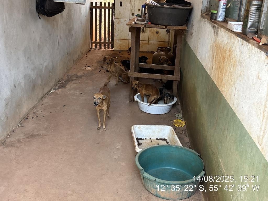 Pol�cia Militar e Bombeiros resgatam 25 c�es e gatos em situa��o de abandono