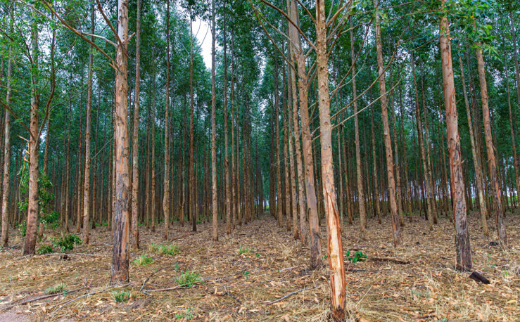 Mato Grosso vai investir R$ 2,8 milh�es em pesquisas de manejo e conserva��o de florestas
