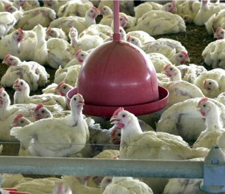 EUA confirmam mais 2 casos de gripe avi�ria em humanos