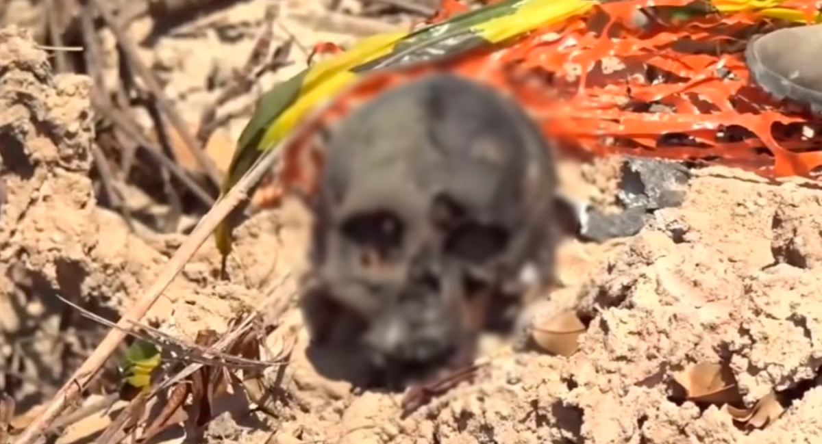 Cr�nio humano � localizado em �rea de mata em Sinop