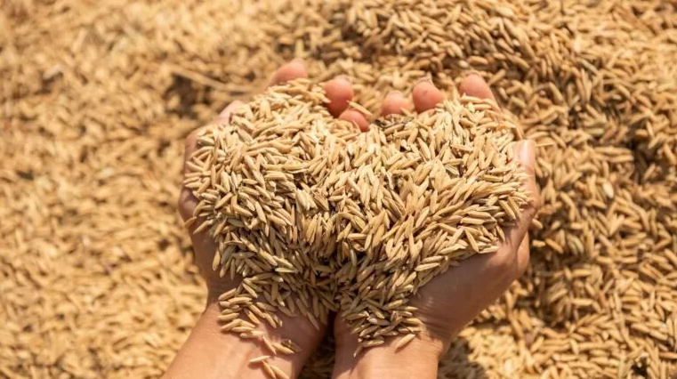 Produtores de arroz tero R$ 300 milhes em apoio garantido pela Conab