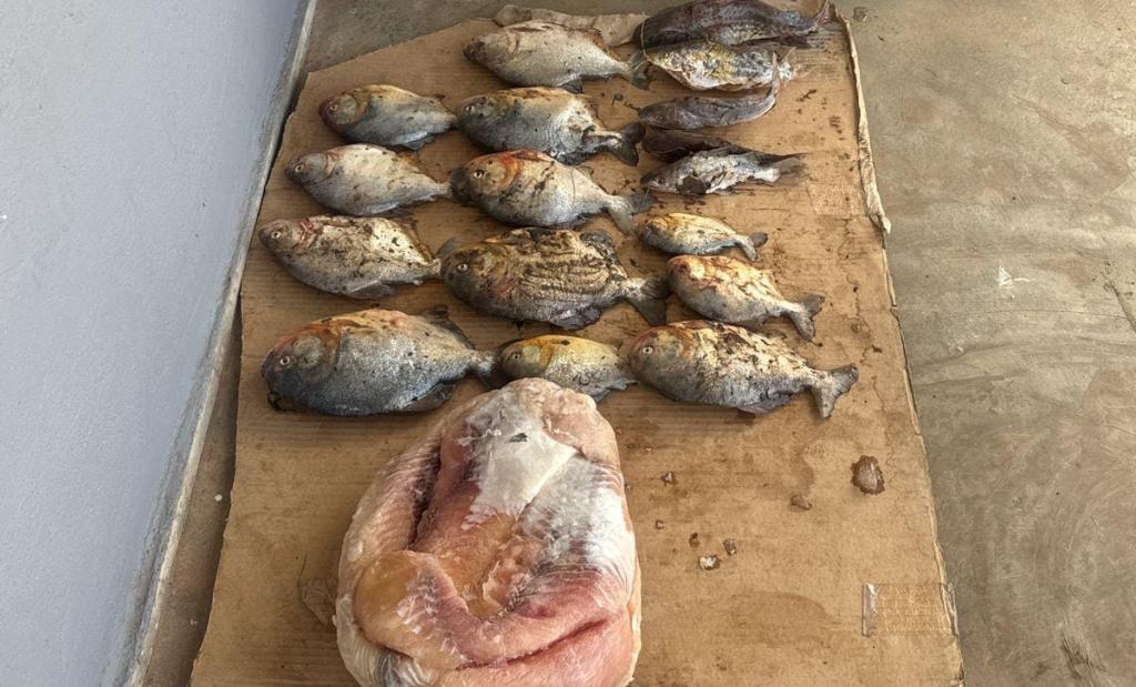 Sema e PM apreendem pescado irregular na Transpantaneira