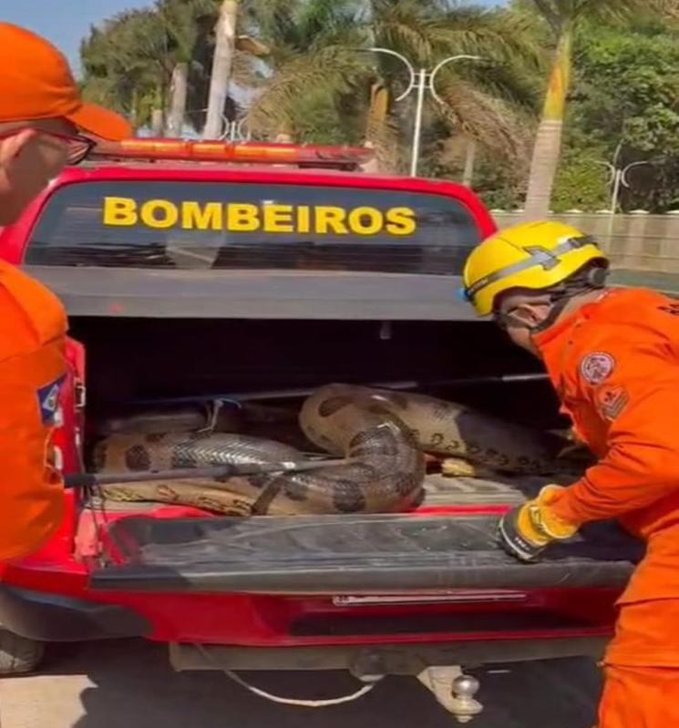 Corpo de Bombeiros resgata sucuri de 5 metros que estava em p�tio de empresa de produ��o de algod�o