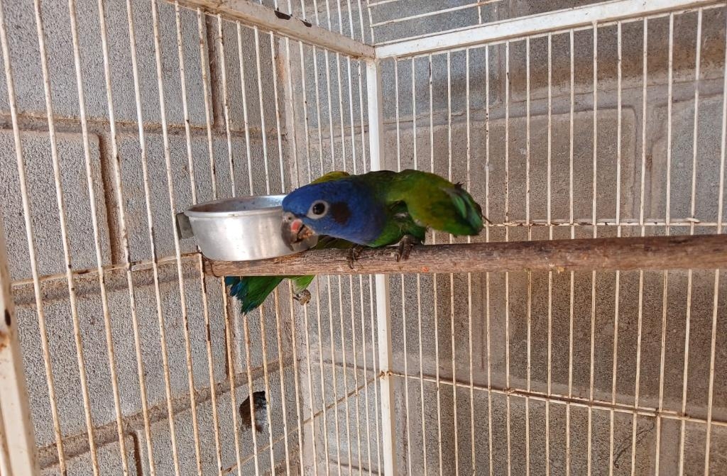 Sema encaminha cinco animais silvestres para Santu�rio em Minas Gerais