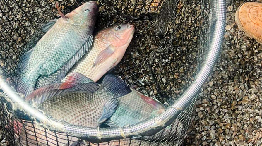 Projeto de Aquaponia pode fortalecer cadeia produtiva de pescado