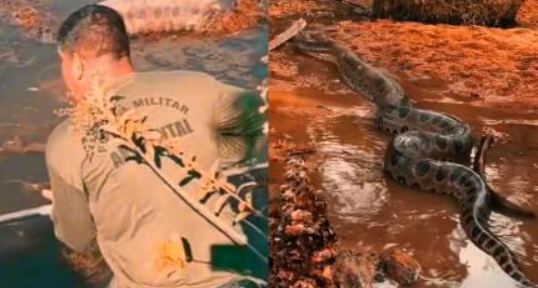 Sucuri de 5 metros � resgatada de a�ude em zona rural de MT