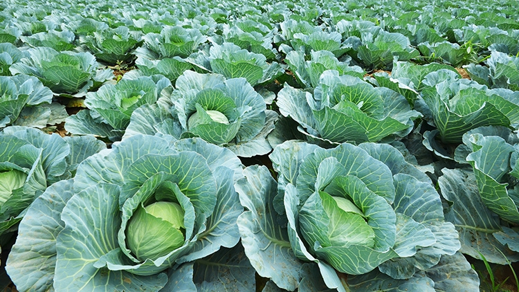 ProHort revela queda de 10% no pre�o do repolho e aumento de 20% no valor da couve-flor e br�colis