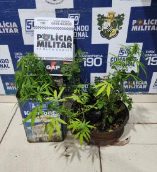 Menor � apreendido com maconha plantada em vasos dentro de casa