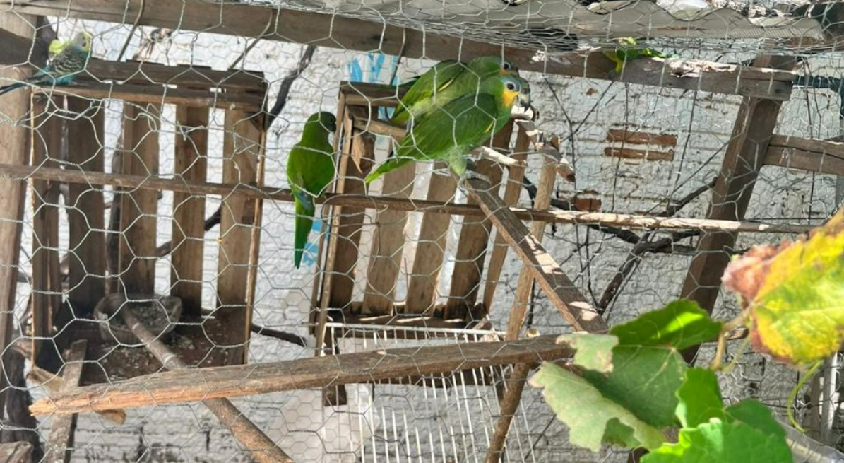 Pol�cia Civil descobre criadouro ilegal e resgata p�ssaros silvestres em V�rzea Grande