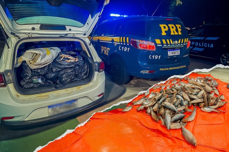 PRF intercepta carga ilegal de peixes e prende condutor com mandado em aberto