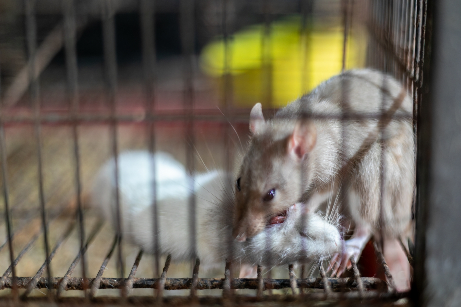 Canil irregular � fechado em Cuiab� ap�s den�ncia de maus-tratos