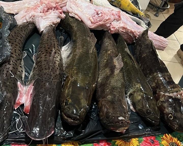 Sema apreende pescados, apetrechos ilegais e carne de jacar� em Novo Mundo