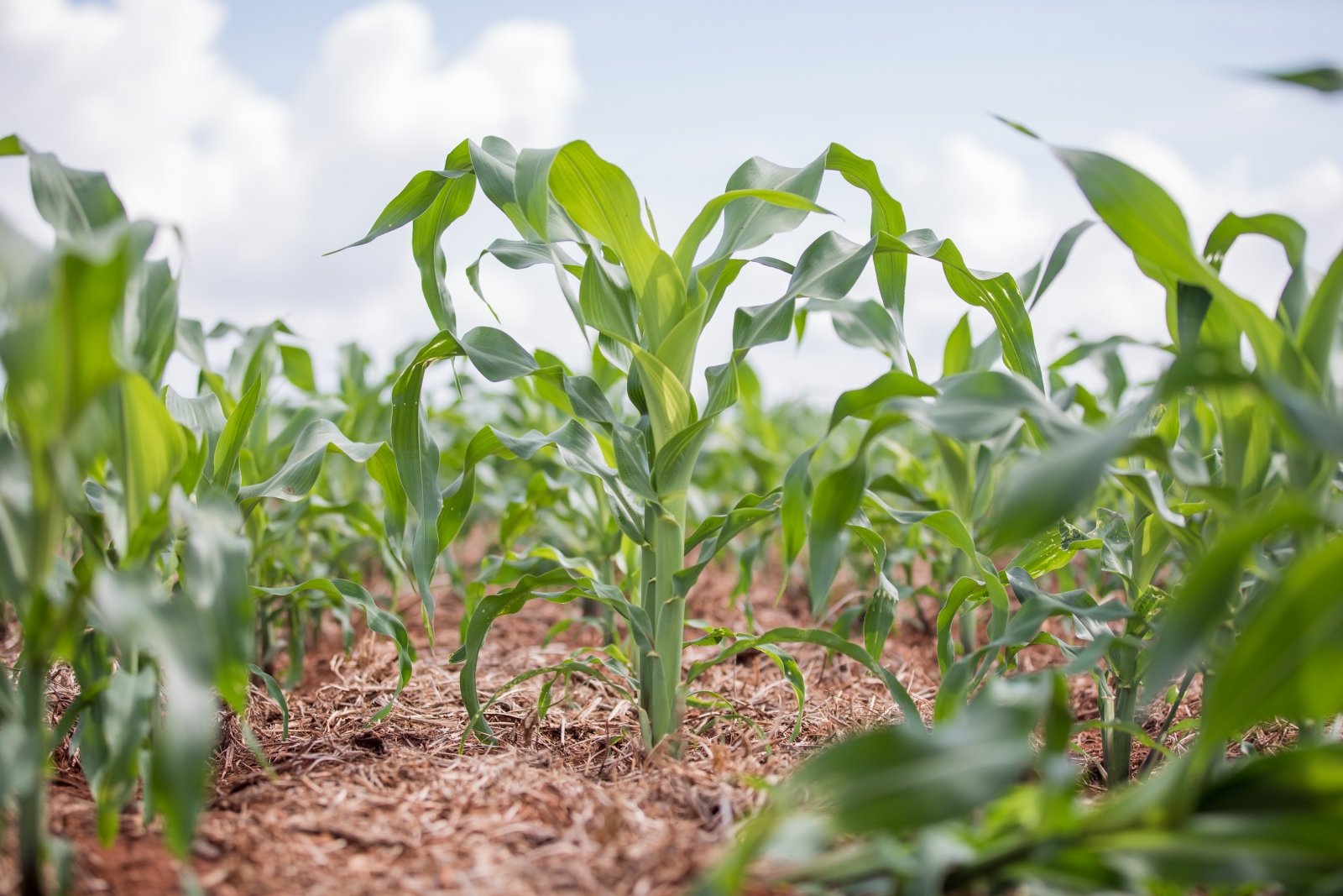 Programa de reintegrao no campo lanado pelo Governo de MT ter prticas agropecurias e extenso rural
