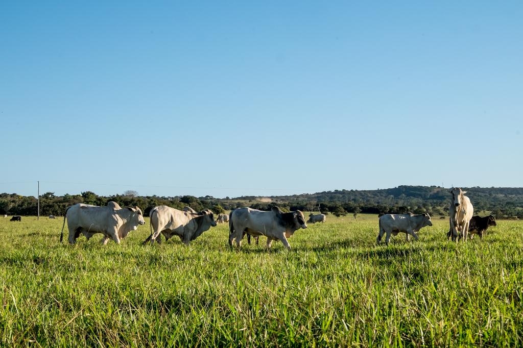 Cceres se destaca e integra o top 5 dos municpios com maior rebanho bovino do pas