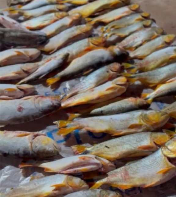 Homem � preso com 200 kg de peixe irregular em Ros�rio Oeste