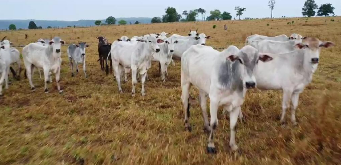 Pol�cia Civil recupera gado furtado em fazenda de Nova Maril�ndia