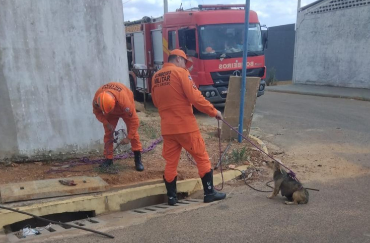 Bombeiros resgatam dois filhotes de cachorro que caram em bueiro em Primavera do Leste