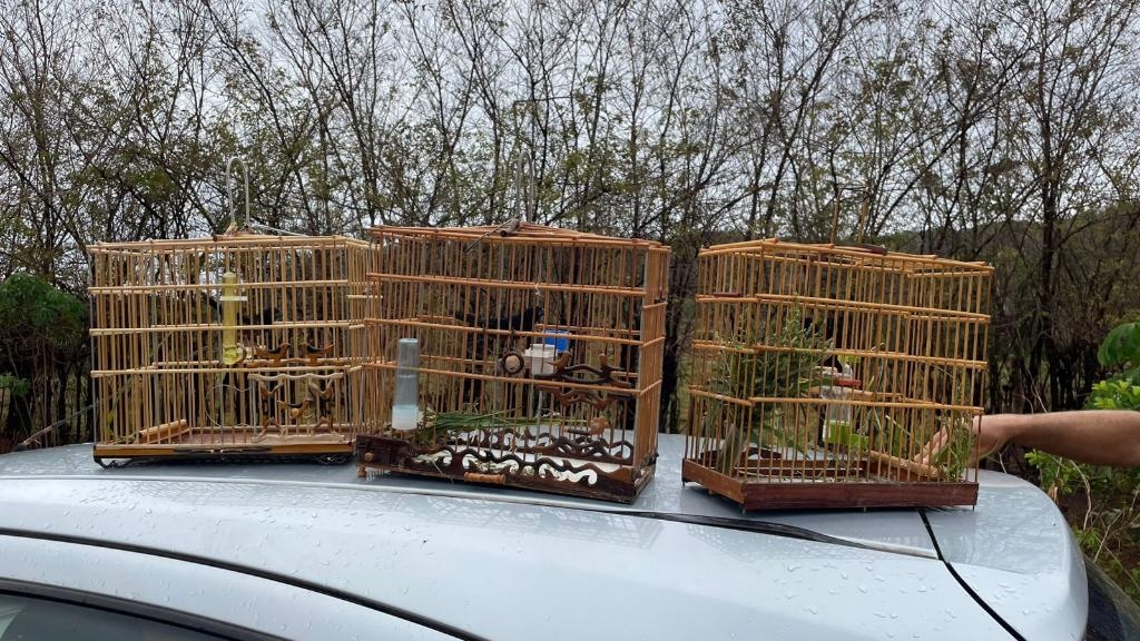 Pol�cia Civil prende dois homens por captura ilegal de p�ssaros silvestres