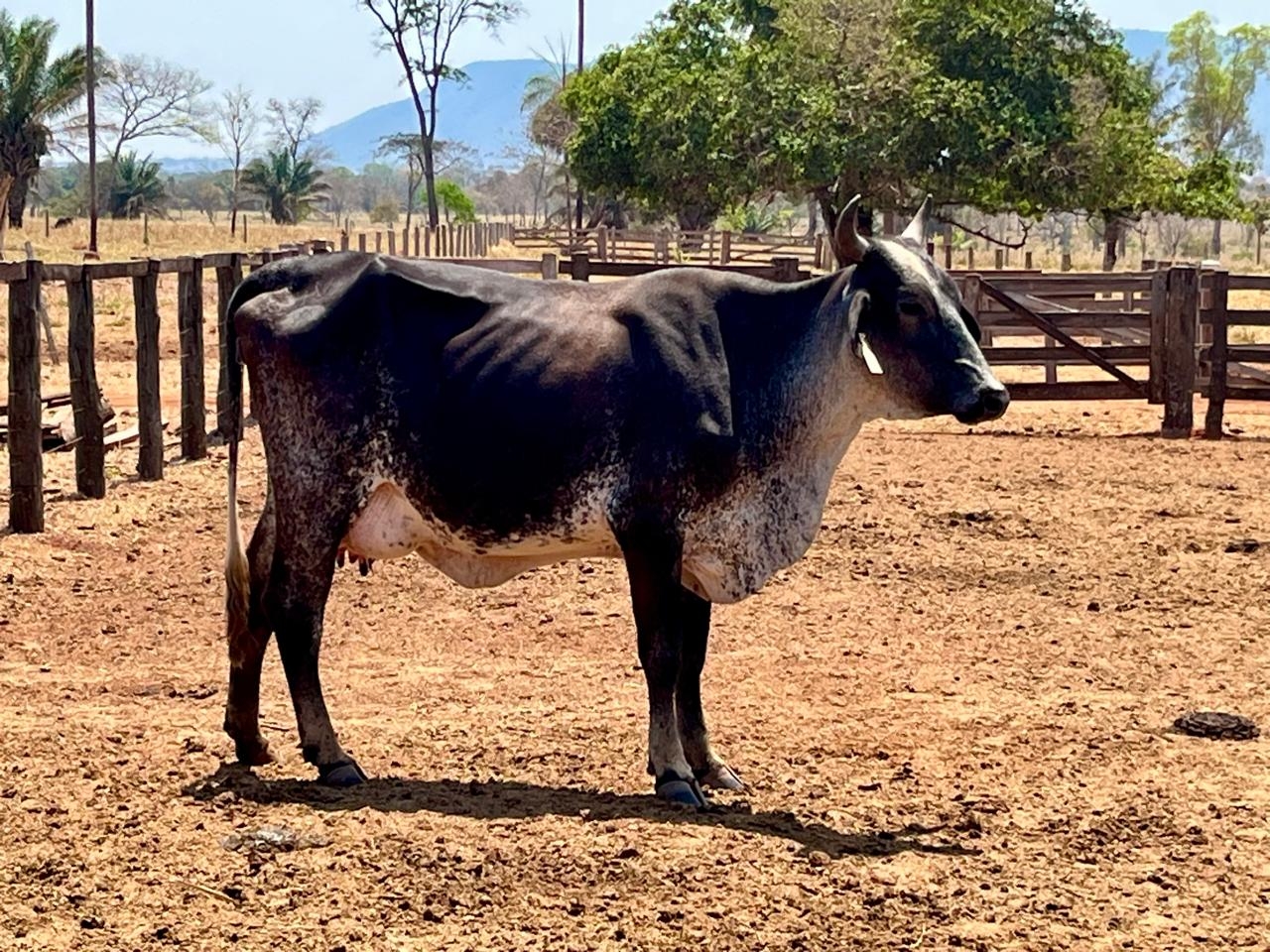 Pecuaristas de Pontes e Lacerda triplicam produo de leite com tecnologia entregue pela Seaf