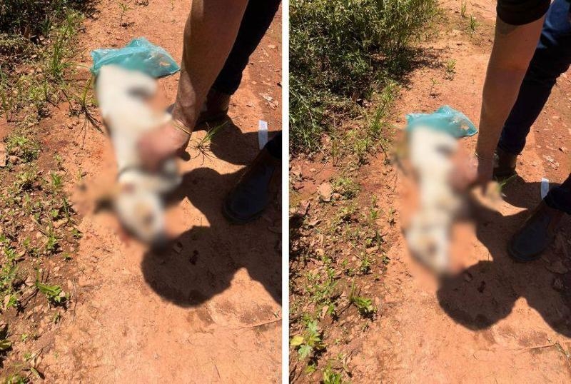 Homem � preso ap�s matar cachorro a pauladas em V�rzea Grande