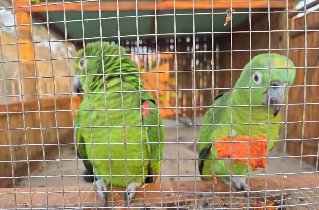 �rea de reabilita��o e soltura de animais silvestres em Cocalinho recebe 32 aves para reintegra��o � natureza