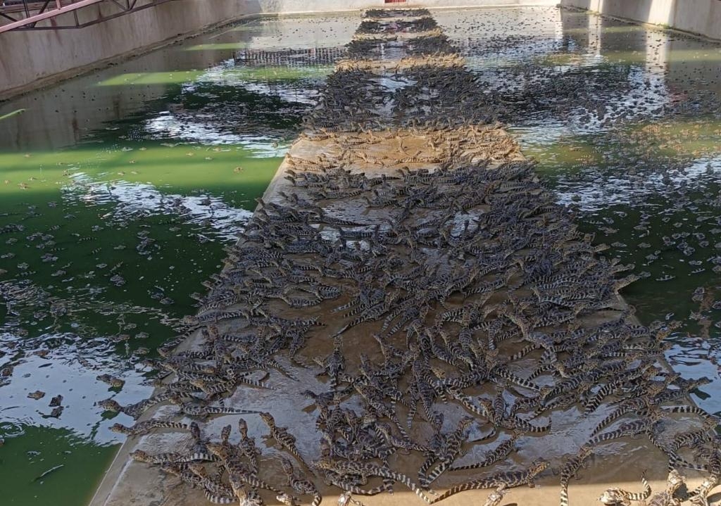 Pesquisa da UFMT explora benef�cios do �leo de jacar�-do-pantanal para tratar feridas, acne e at� depress�o