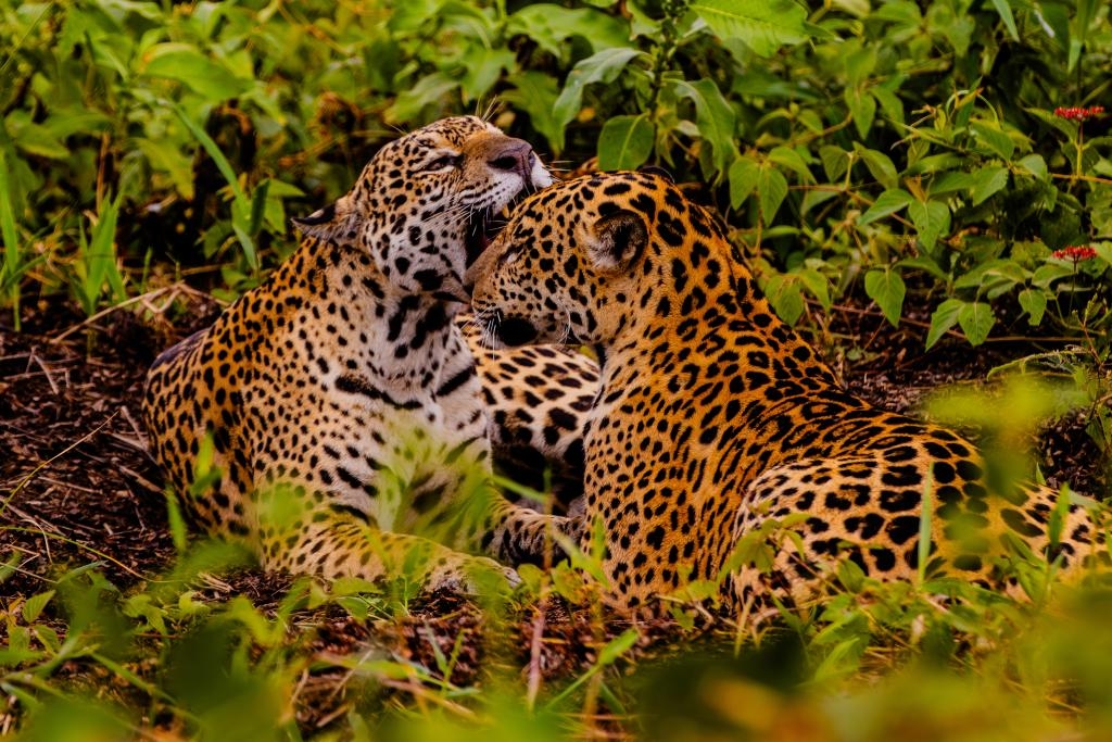 Embratur destaca Pantanal e Mato Grosso como potncias do turismo brasileiro