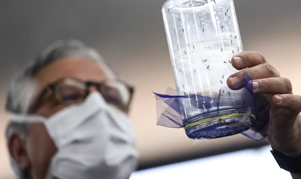 Fbrica de mosquitos inicia operao em Campinas com tecnologias inovadoras contra a dengue