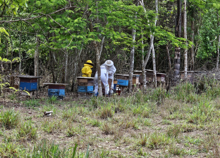 Seaf apoia a produo de mel e Alta Floresta promove integrao entre apicultores e meliponicultores da Amaznia Mato-grossense