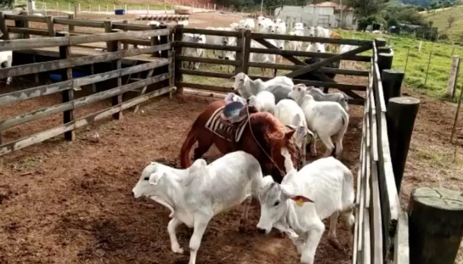 Pol�cia Civil deflagra opera��o para investigar furtos de gado em Rondon�polis e regi�o
