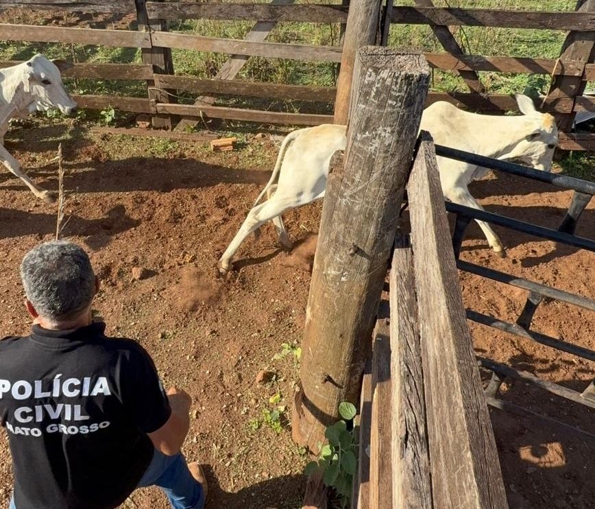 Pol�cia Civil de MT e Pol�cia Militar de GO recuperam novilhas e equinos furtados em fazenda de Canarana