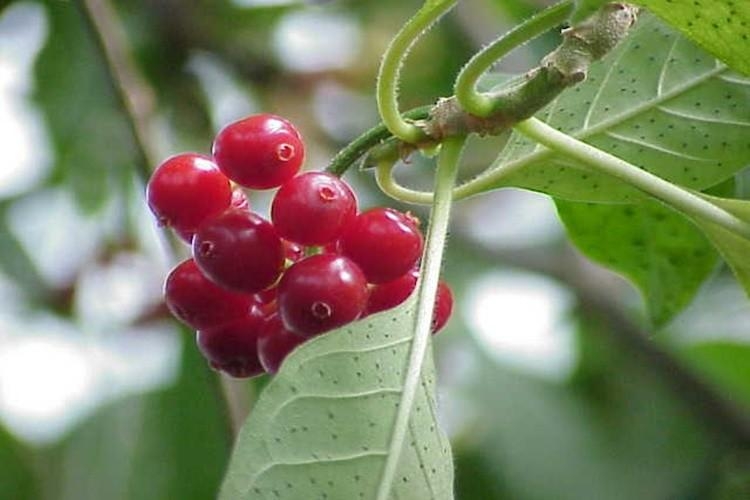 Pesquisadores estudam a efic�cia de planta amaz�nica com potencial para novos anticoagulantes