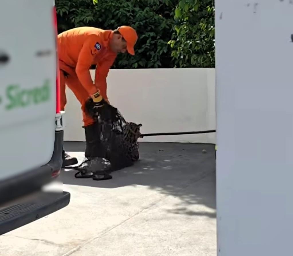 Bombeiros resgatam jaguatirica em p�tio de ag�ncia banc�ria 