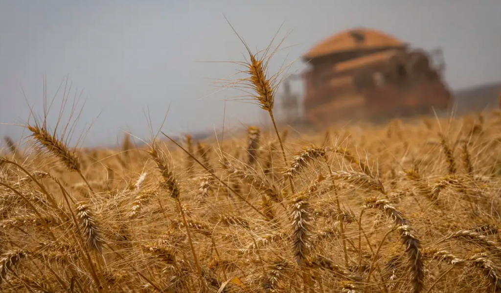 Safra de gr�os dever chegar a 298,6 milh�es de toneladas, diz Conab