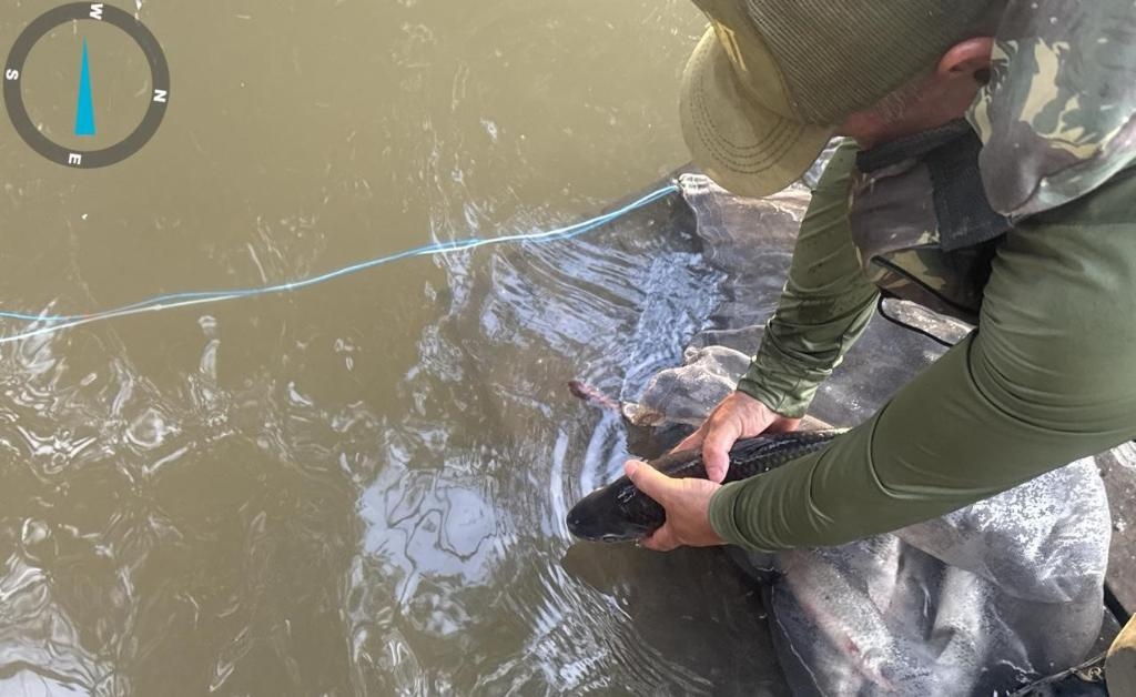 Sema apreende 47 kg de pescado irregular no primeiro ms do defeso da piracema