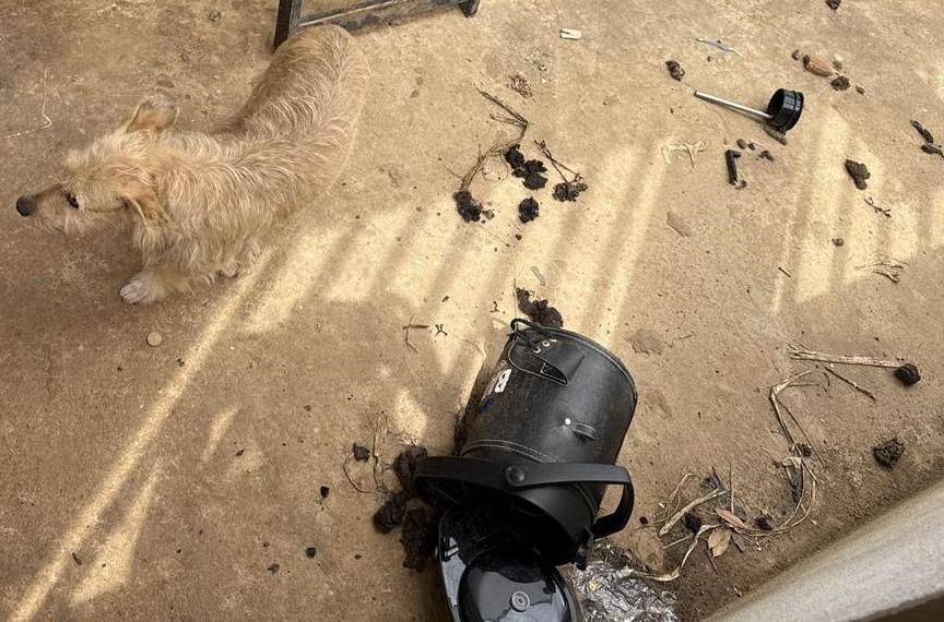 Polcia Civil prende cabeleireiro por maus-tratos a animais em Vila Rica