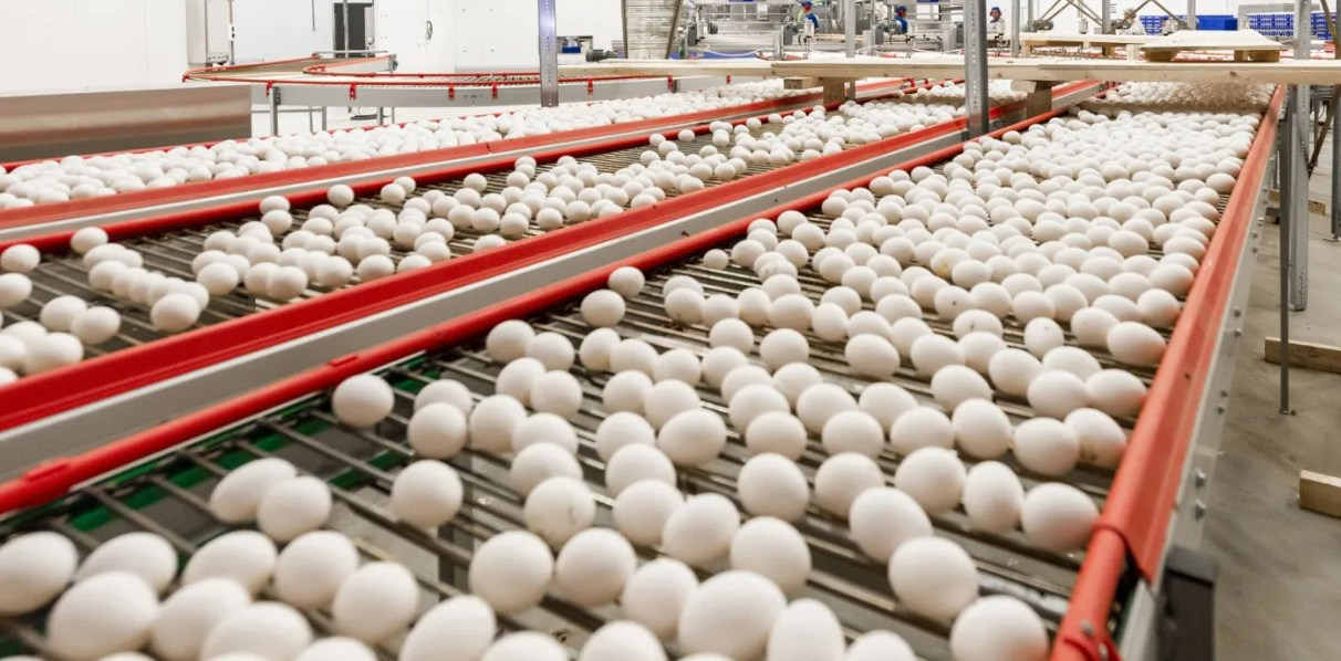 Exporta��es de ovos impulsionam agroneg�cio e refor�am lideran�a brasileira no mercado global