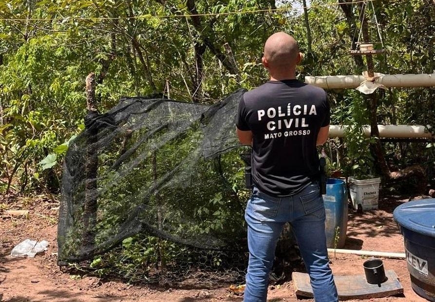 Pol�cia Civil prende homem flagrado com planta��o de maconha na zona rural de Alto Araguaia