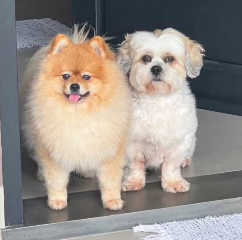 Dois suspeitos s�o presos por furto em hotel para c�es em Cuiab�