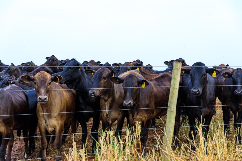 Mato Grosso avan�a nas metas do Plano ABC+ e amplia pr�ticas sustent�veis no campo