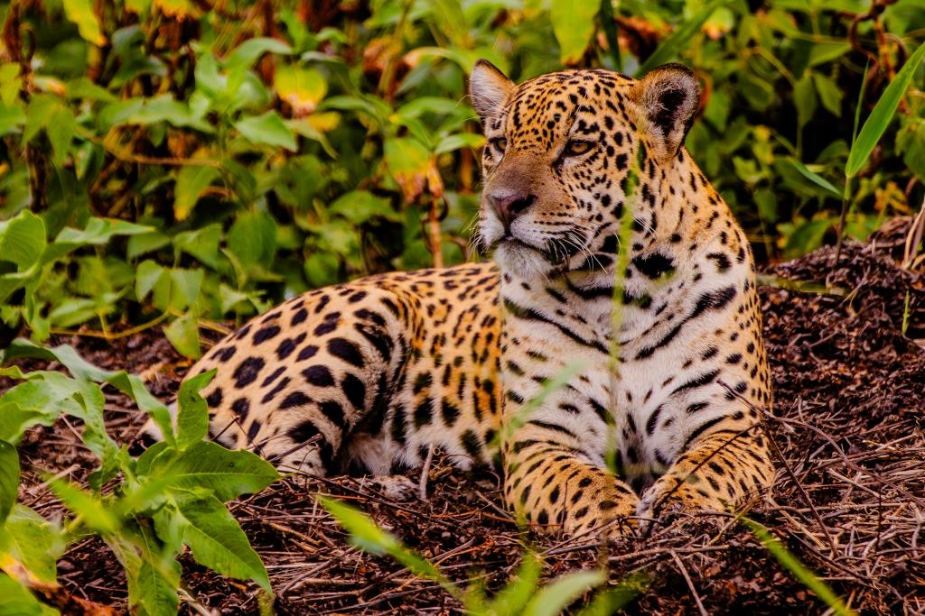 Feir�o Fit Turismo oferece descontos de at� 20% em viagens por Mato Grosso