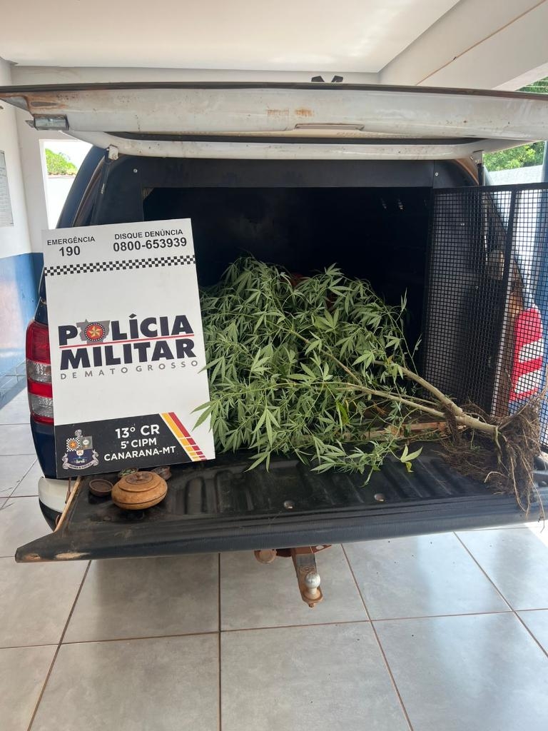 Pol�cia Militar prende mulher por cultivo ilegal de maconha em Canarana