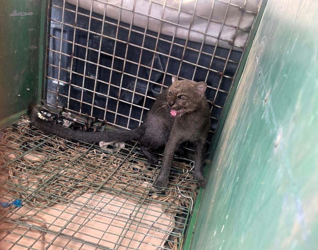 Bombeiros resgatam felino jaguarundi em garagem de resid�ncia em Cuiab�