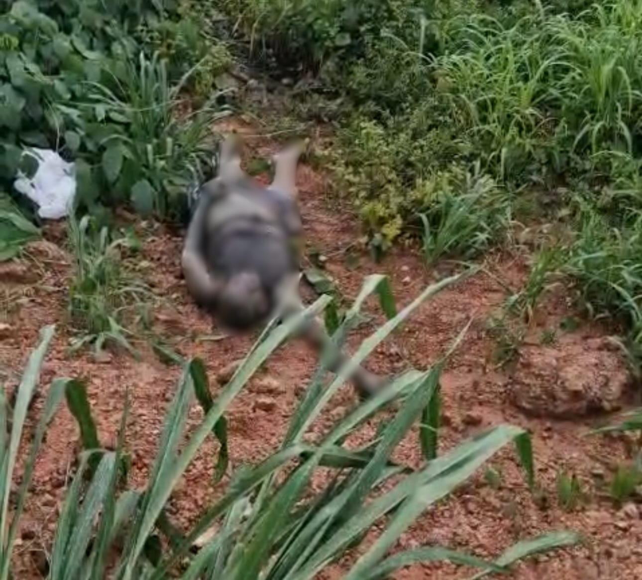 Corpo � encontrado em decomposi��o em �rea de mata